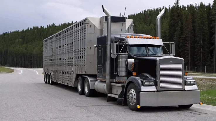 Cattle Carrier